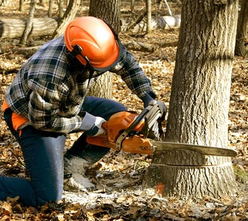 Tree Removal in Utica, MS